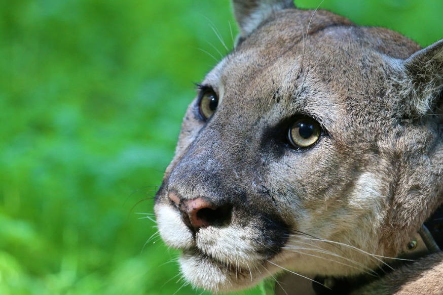 eastern puma population