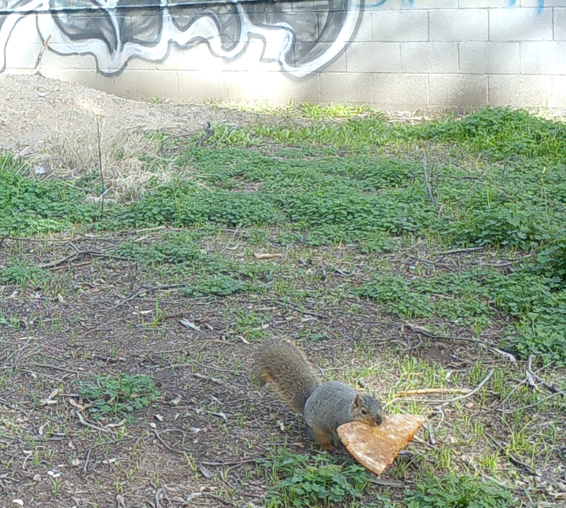 squirrelpizza squirrel running off with a pizza slice