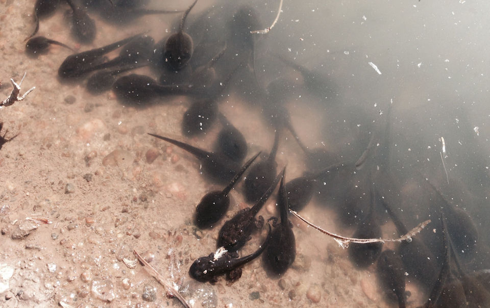 Western toad tadpoles