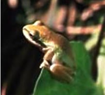 A small tree frog perches on a leaf. A small tree frog perches on a leaf.