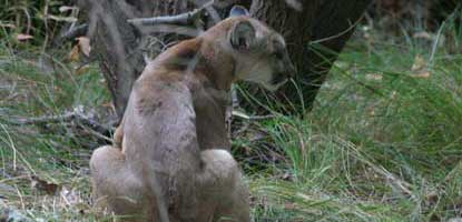 Mountain lion, Santa Monica Mountains