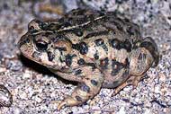 Western toad (Bufo boreas)