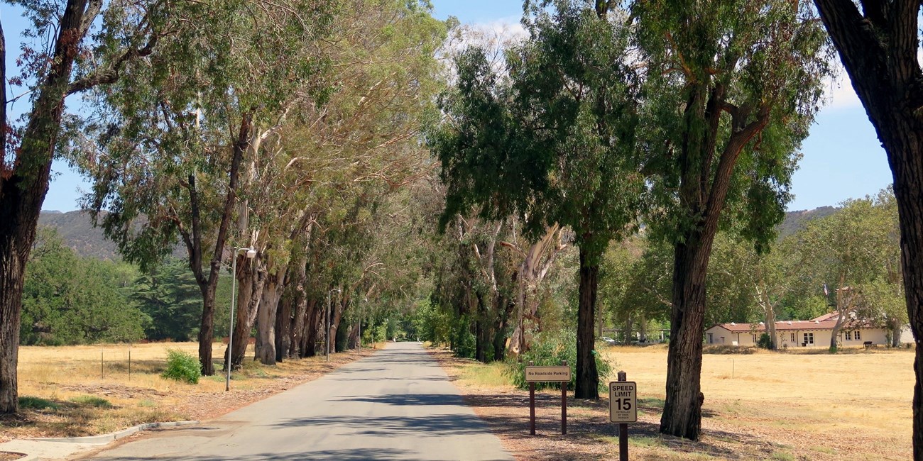 Drive on the beautiful driveway, under eucalyptus trees.