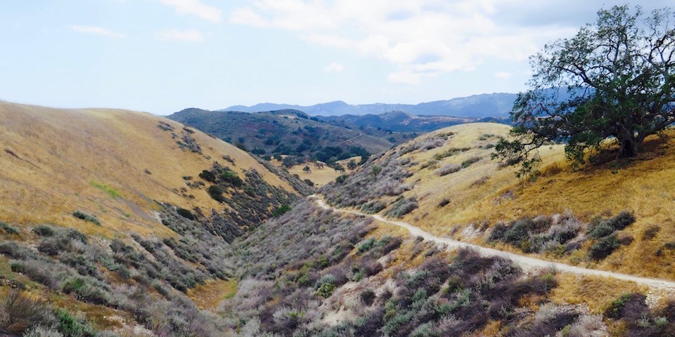 Trail runs through a canyon with a tree on the right