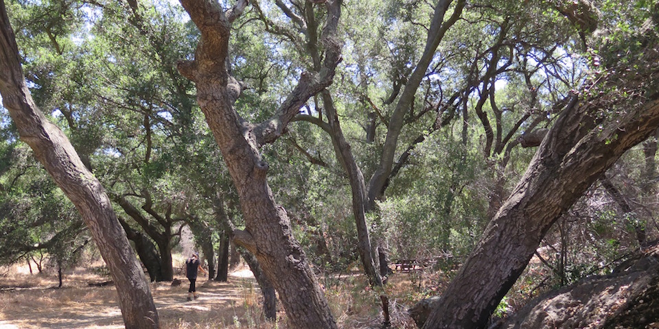 Shaded woodland provides great relief on hot days in the Santa Monica Mountains Shaded woodland provides great relief on hot days in the Santa Monica Mountains