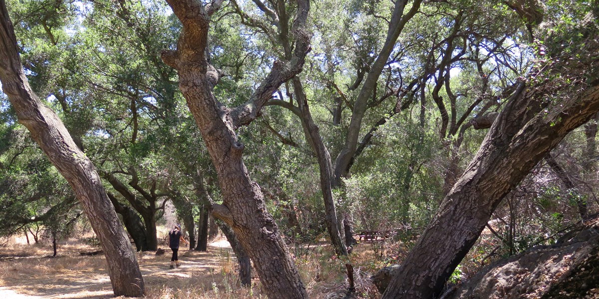 Hiker walking under oak trees