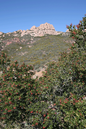 The cliffs of the Sandstone Peak area look like castle ruins behind a foreground of coastal scrub.