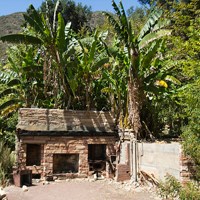 Ruins from an old ranch house are surrounded by tropical vegetation