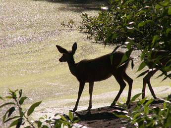 Topanga State Park deer