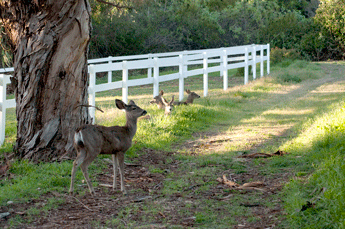 Deer at Will Rogers Park