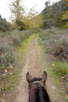 Rider's view going down the trail.