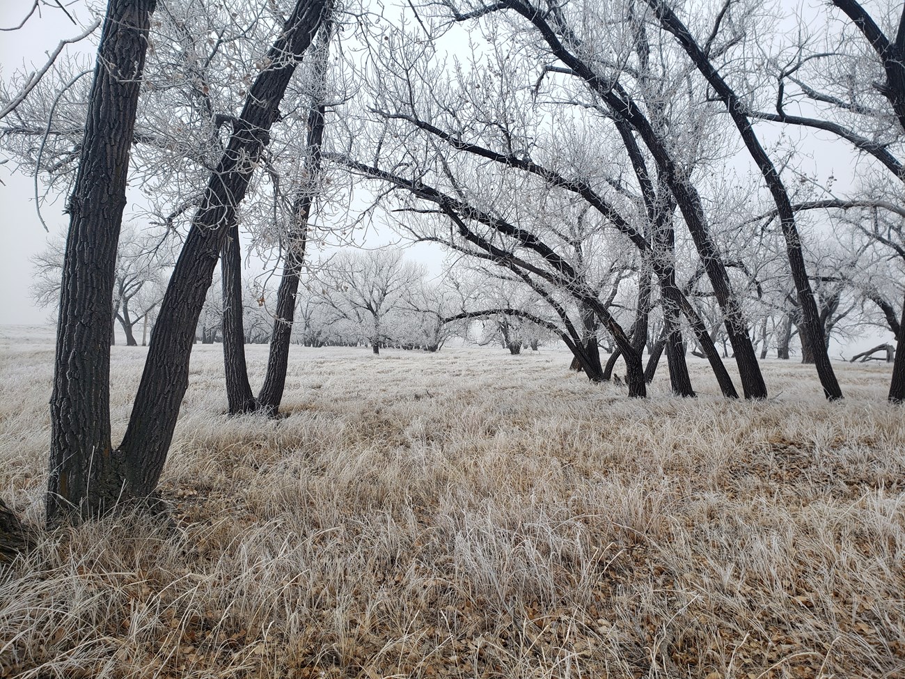 Frost covered trees in a prairie landscape