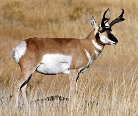 Image of a pronghorn.