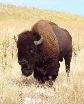 Image of an American Bison.