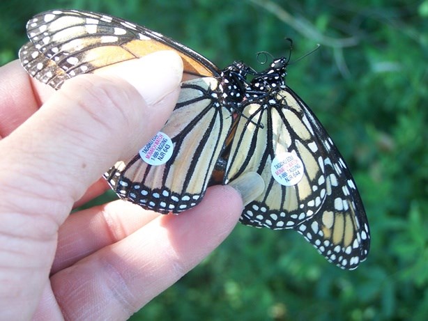 Two Monarch butterflies after being tagging for research purposes at Sand Creek Massacre.