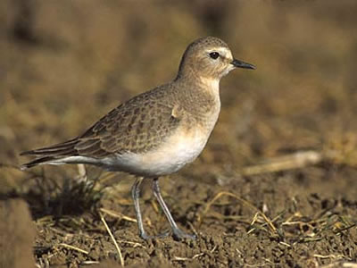 sandbirds‼︎ Sempalmated and Western Sandpiper-Jeff Gerbracht – BirdsCaribbean
