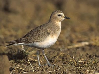 A Mountain Plover on the ground.