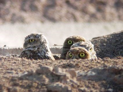 Four Burrowing owls peak out from their burrow in the ground