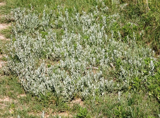 A group White sage plants like those scattered across many areas of the Sand Creek Massacre NHS.
