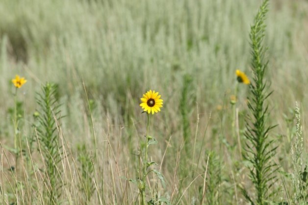 An array of great plains flora, including grasses and flowers dot the landscape at the Sand Creek Massacre NHS.