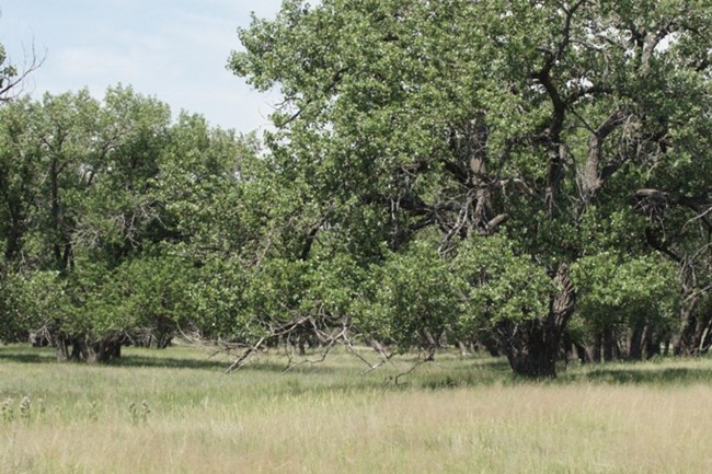 Cottonwood trees at Sand Creek Massacre NHS.