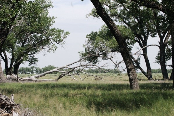 Cottonwood trees at Sand Creek Massacre NHS with a fallen tree centered in the photo.