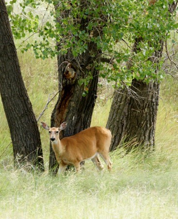 Whitetail Deer doe at Sand Creek Massacre. Whitetail Deer doe at Sand Creek Massacre.