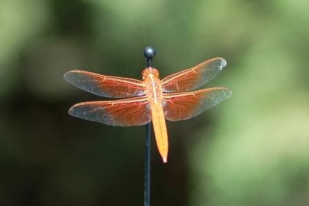 A dragonfly in nearby Eads, Colorado.