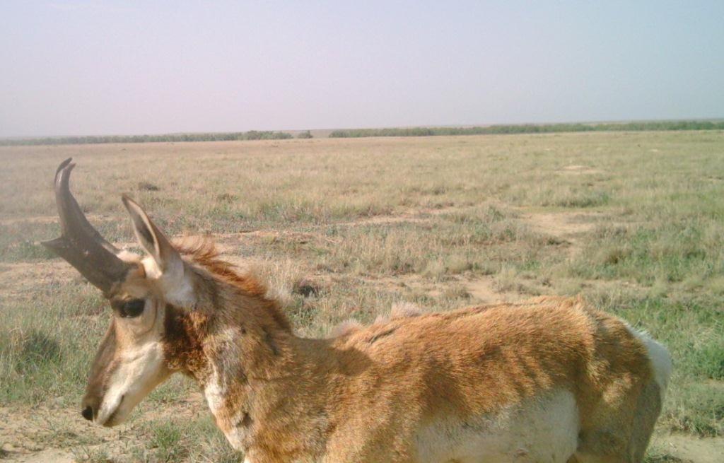 Male pronghorn at Sand Creek Massacre National Historic Site