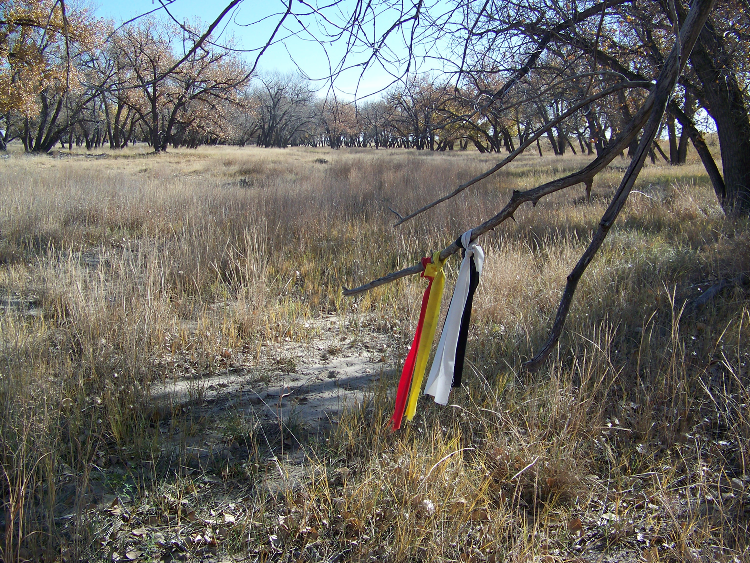 Cottonwood stand at Sand Creek Massacre NHS. Strips of colored cloth placed by tribal members are tied a the tree branch in the foreground.