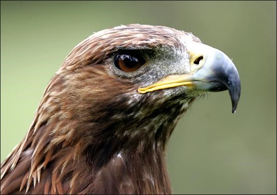Close up of the head of a Golden Eagle like those often seen on the park.