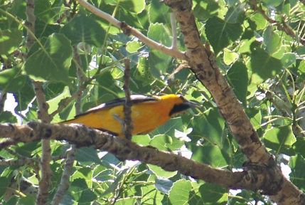 Oriole at Sand Creek Massacre National Historic Site