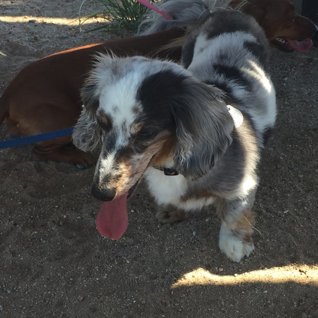 Dapple Dachshund at Sand Creek Massacre NHS