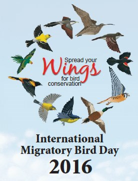 Painting of eleven birds flying in a circle around text reading "Spread your wings for bird conservation." Text at bottom of image reads "International Migratory Bird Day 2016."