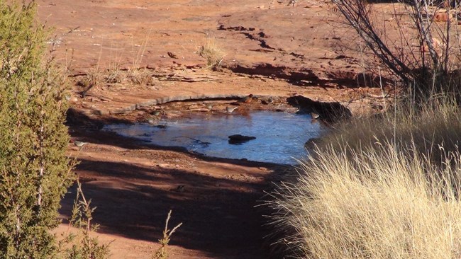 Several Dark-eyed Junco and an American Robin start their morning on an icy puddle at Abó