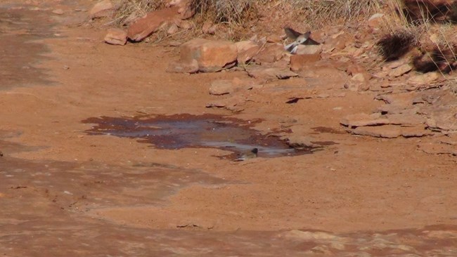A Dark eyed-Junco flies away from a small pool of water.