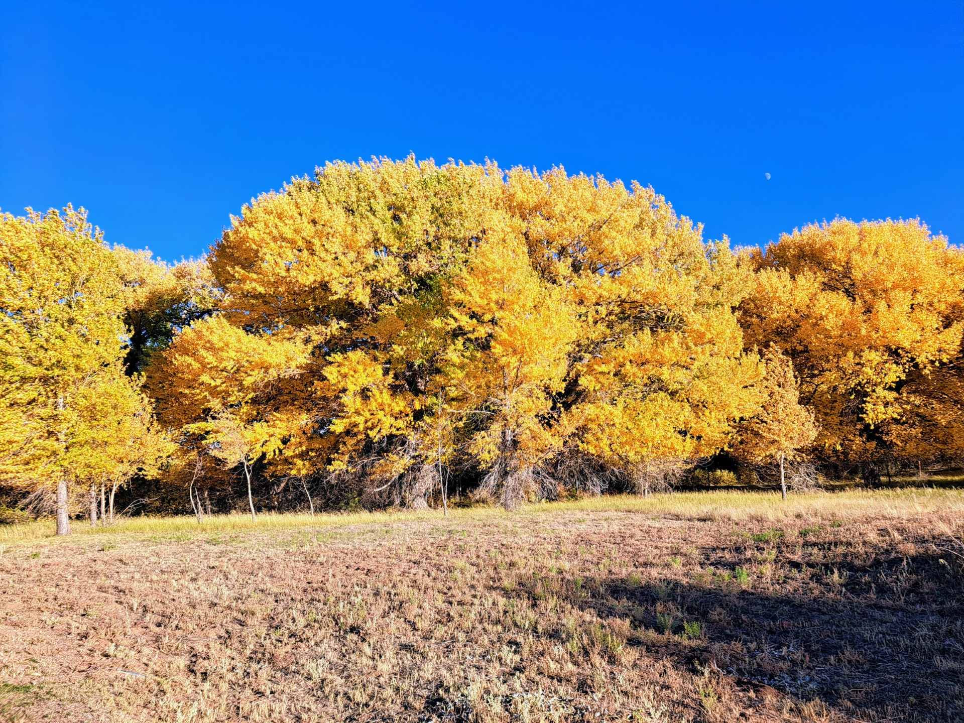 Cottonwoods at Quarai