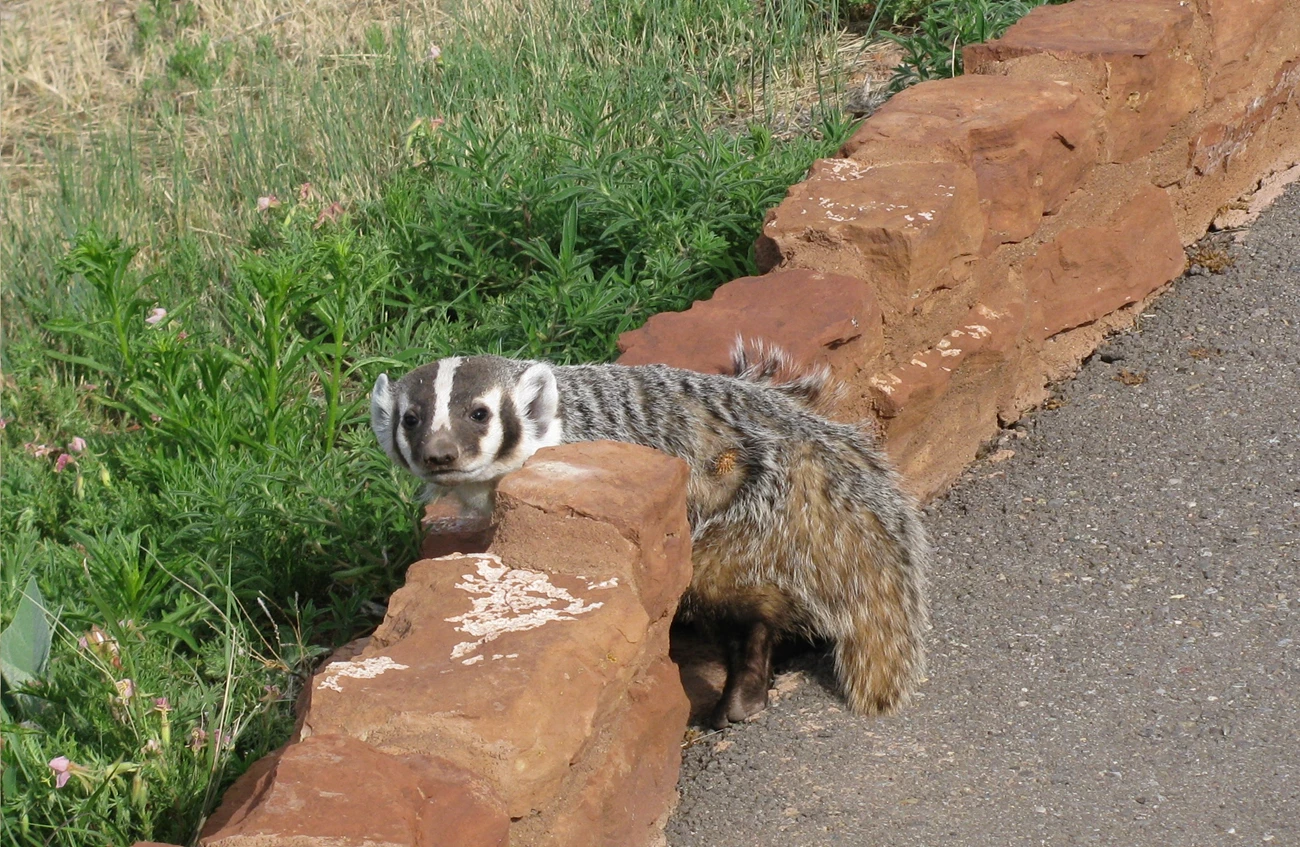 A badger on a wall at Quarai A badger on a wall at Quarai