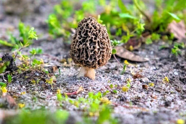 New Mexico Morel