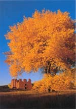 A cottonwood tree and the Quarai Mission