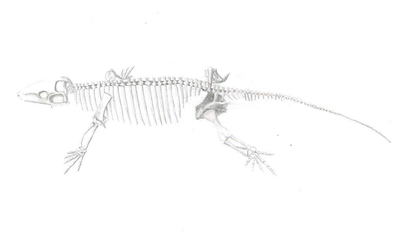 Synapsid Fossil Drawing