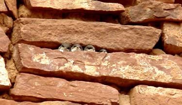 Young violet green swallows on the nest in the Mission at Quarai. Young violet green swallows on the nest in the Mission at Quarai.