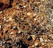 Horned Lizard Horned Lizard