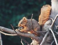 A squirrel sits on a tree branch.