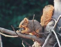A squirrel sits on a tree branch. A squirrel sits on a tree branch.