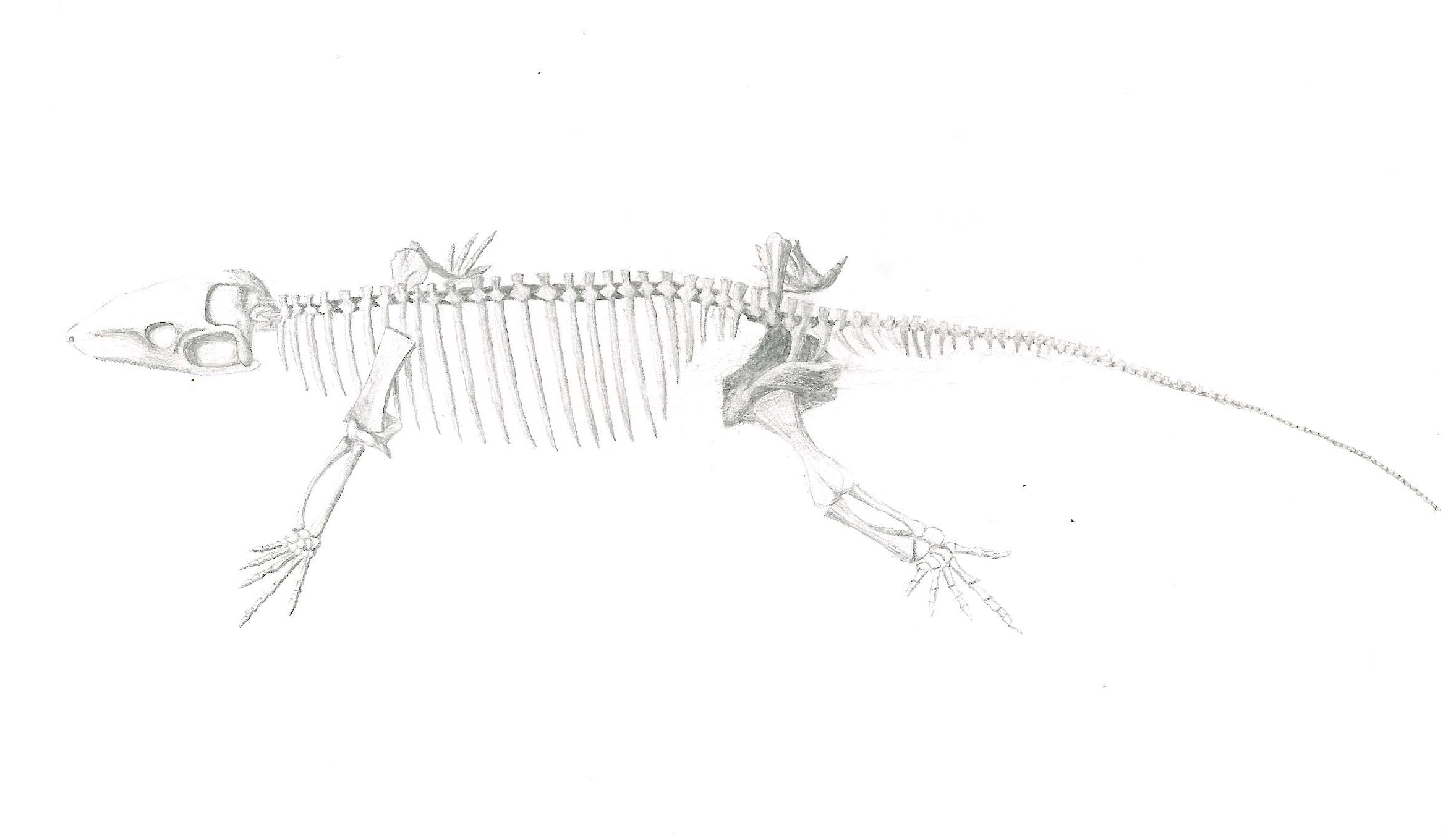 Fossil Drawing A Drawing of A Synapsid Fossil