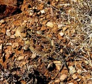 Horned Lizard