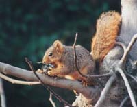 Squirrel