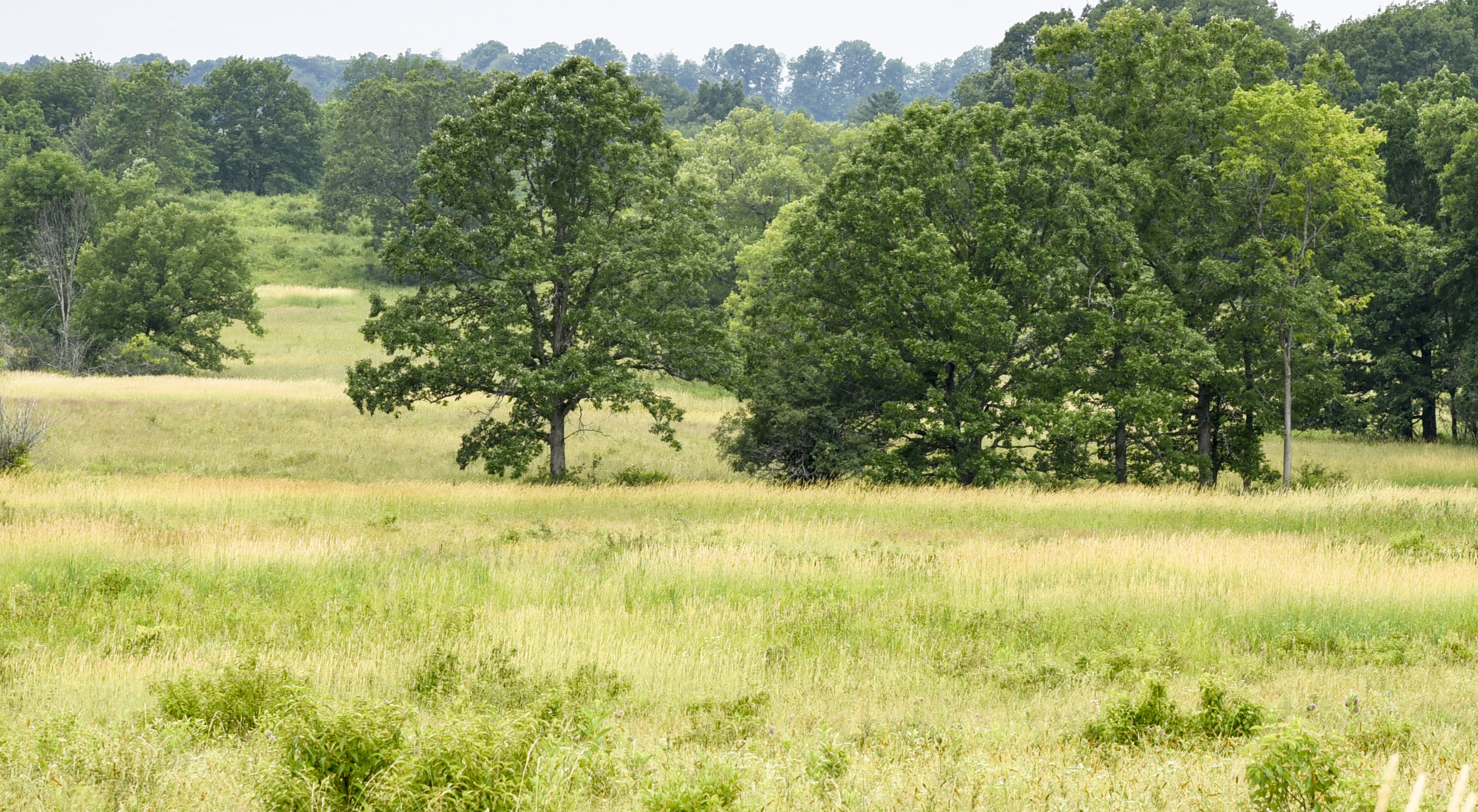 An open grassland spreads across the foreground. In the distance are a few large trees.