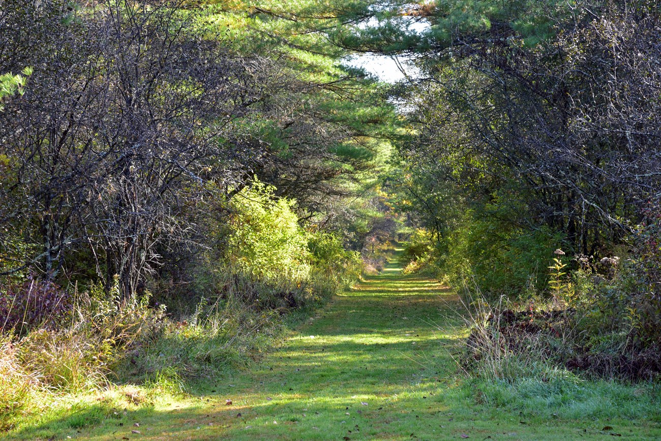 A mowed path leads through green and brown vegetation.
